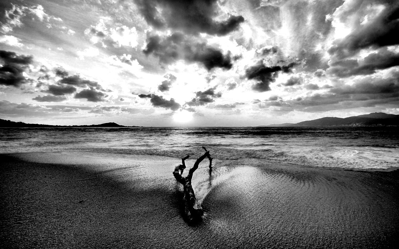 Коряга на пляже обои