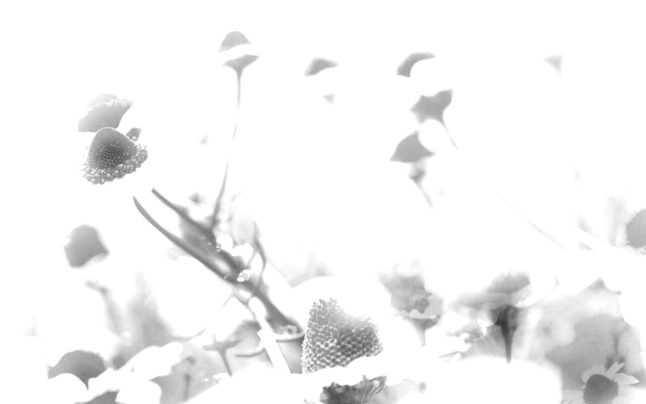 Летние цветы в лучах света обои