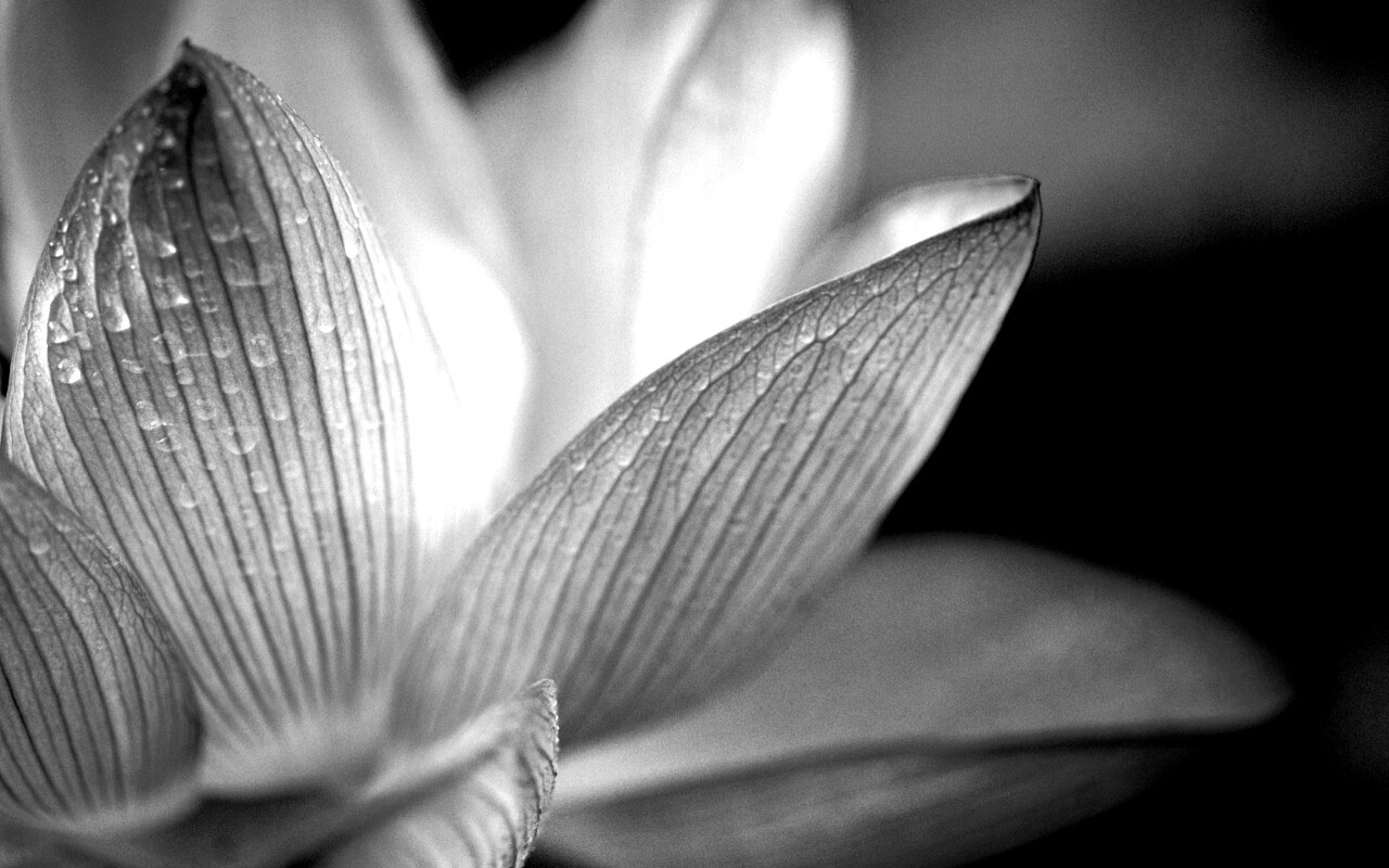 Лепестки цветов обои