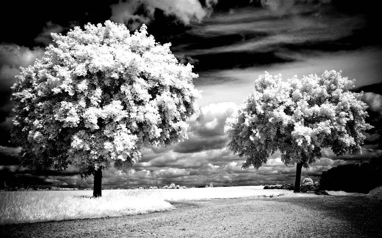 Деревья в цвету обои