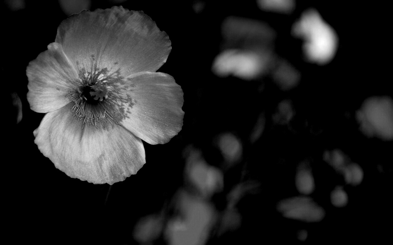 Красивый красный цветок обои