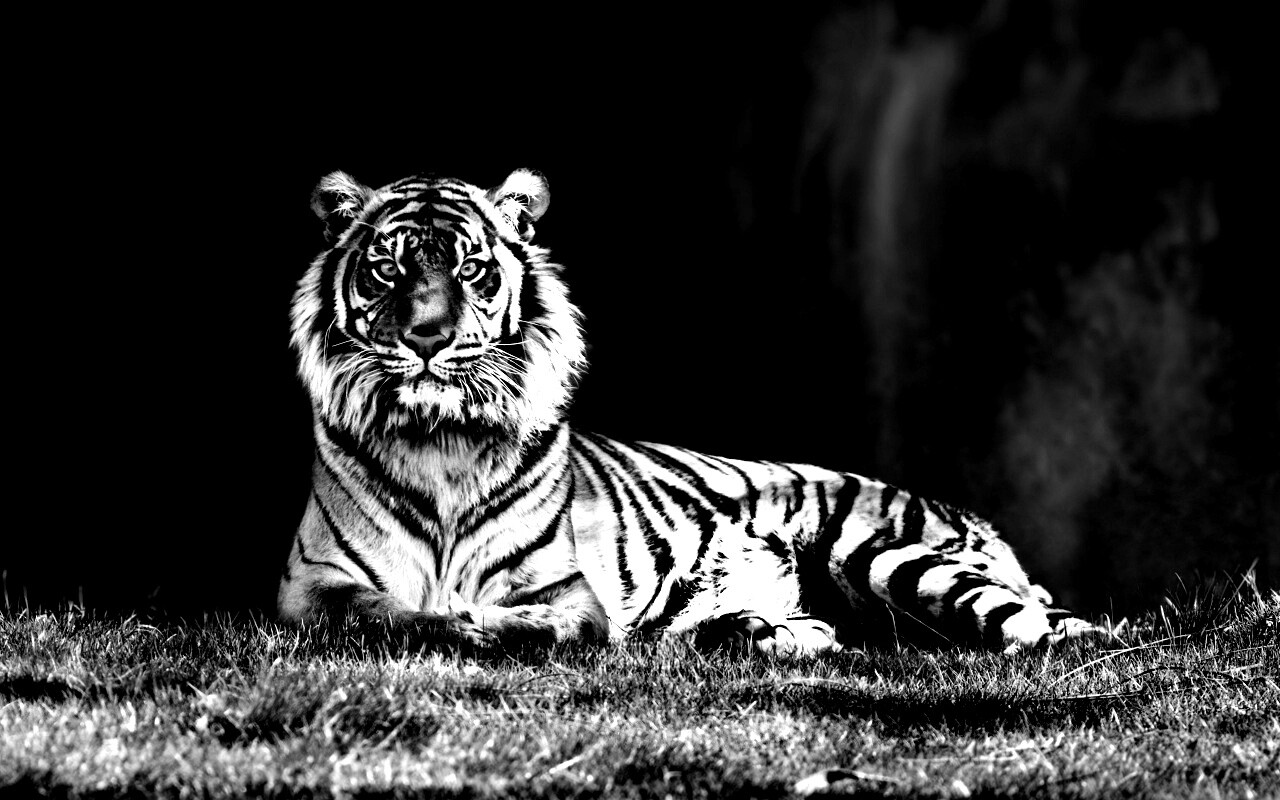 Величественный тигр обои