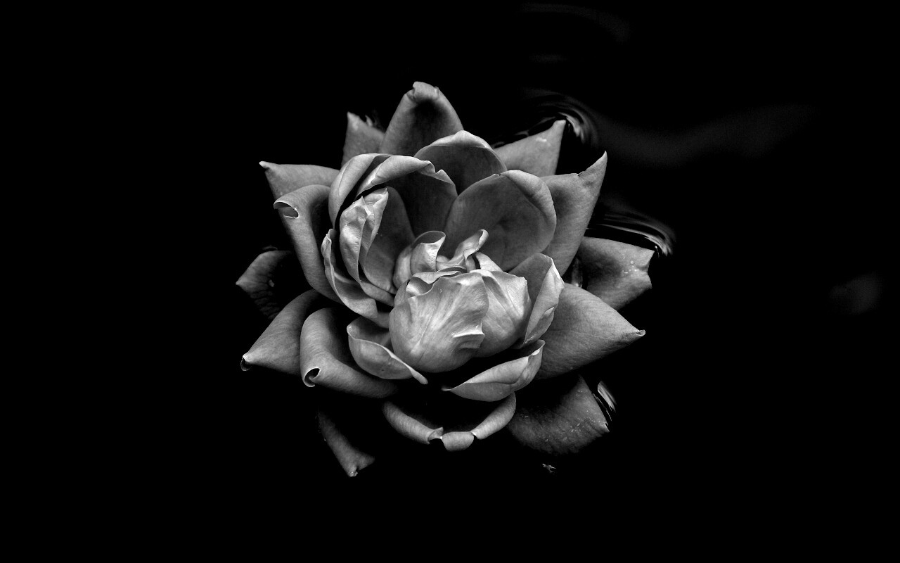 Красивый цветок на воде обои