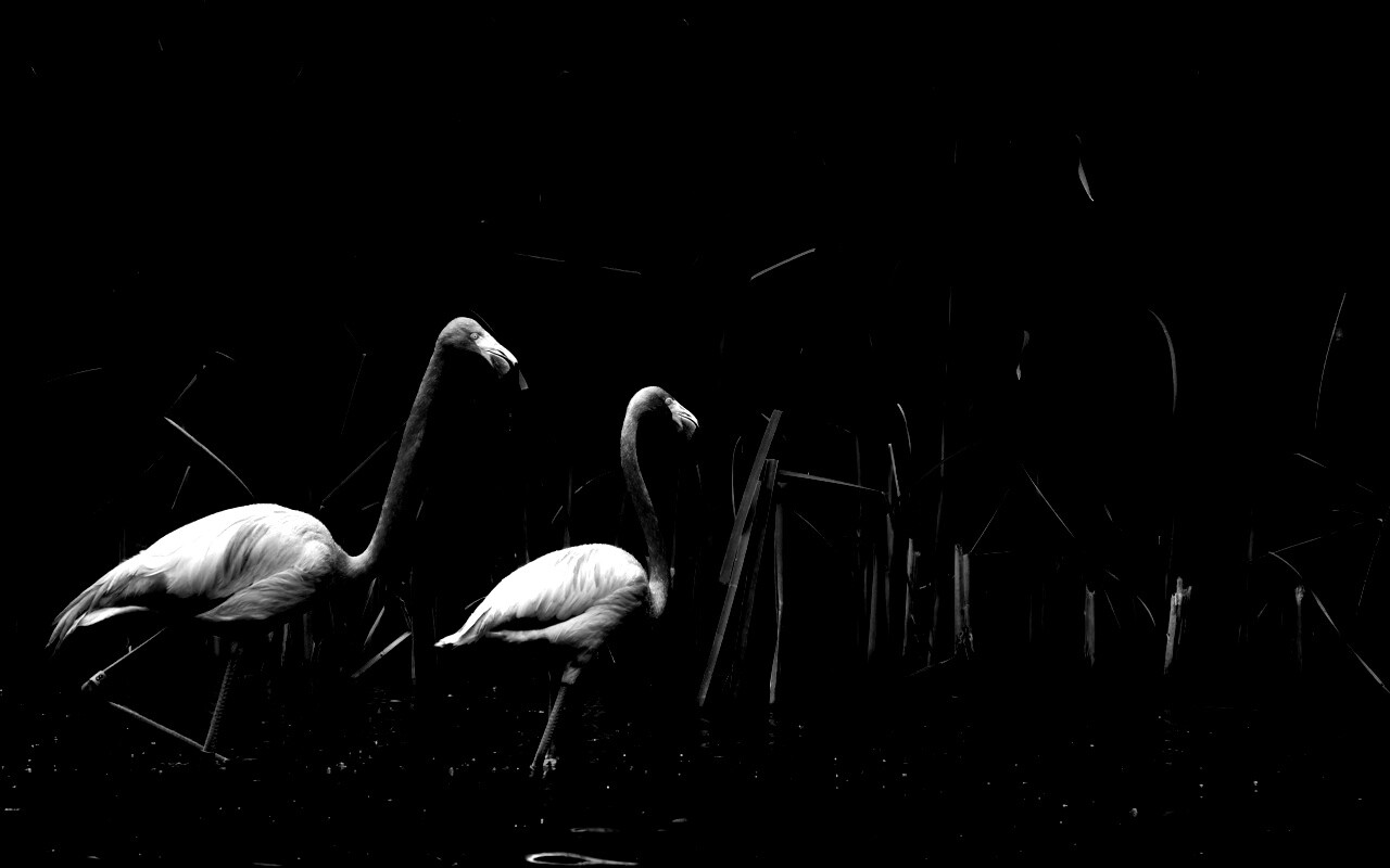 Красивые розовые фламинго на озере обои