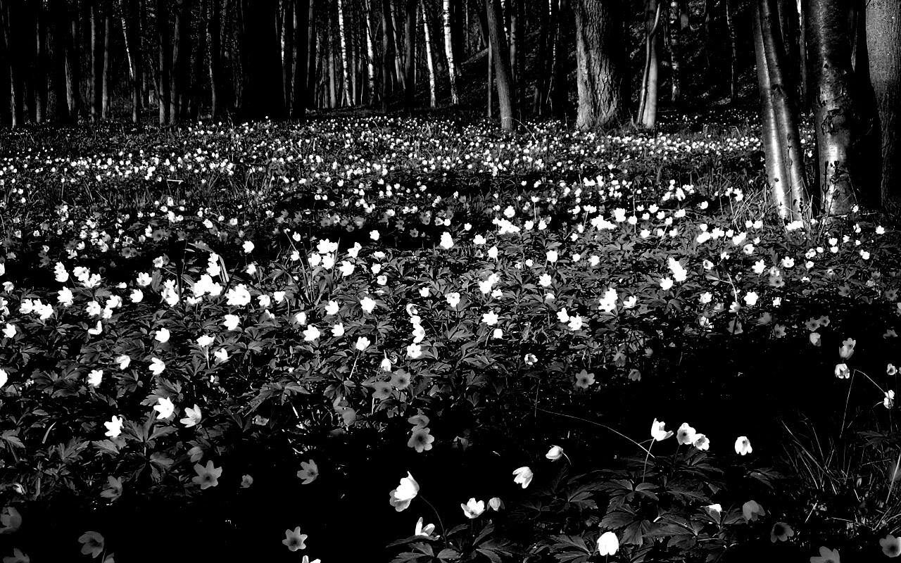 Поляна весенних цветов обои