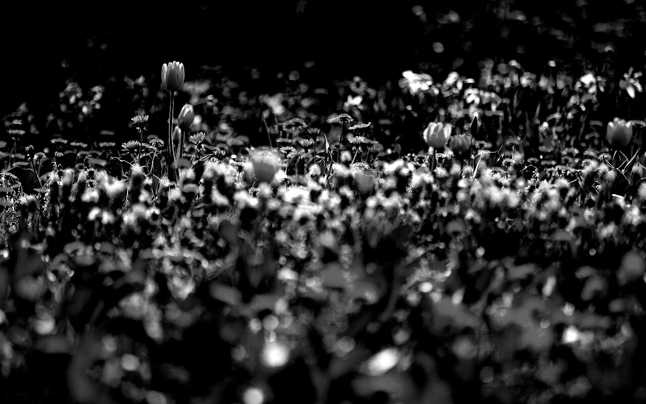 Все краски весны обои