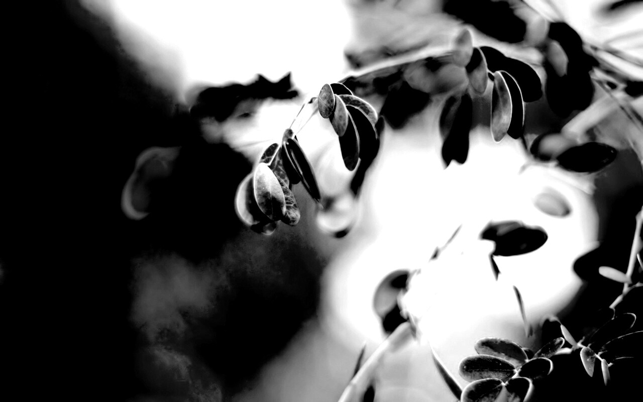 Фиолетовые листья обои