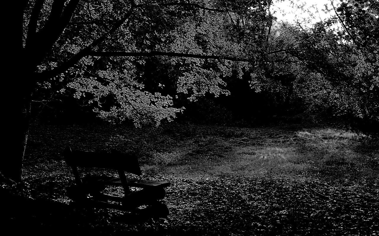 Скамейка под деревом обои