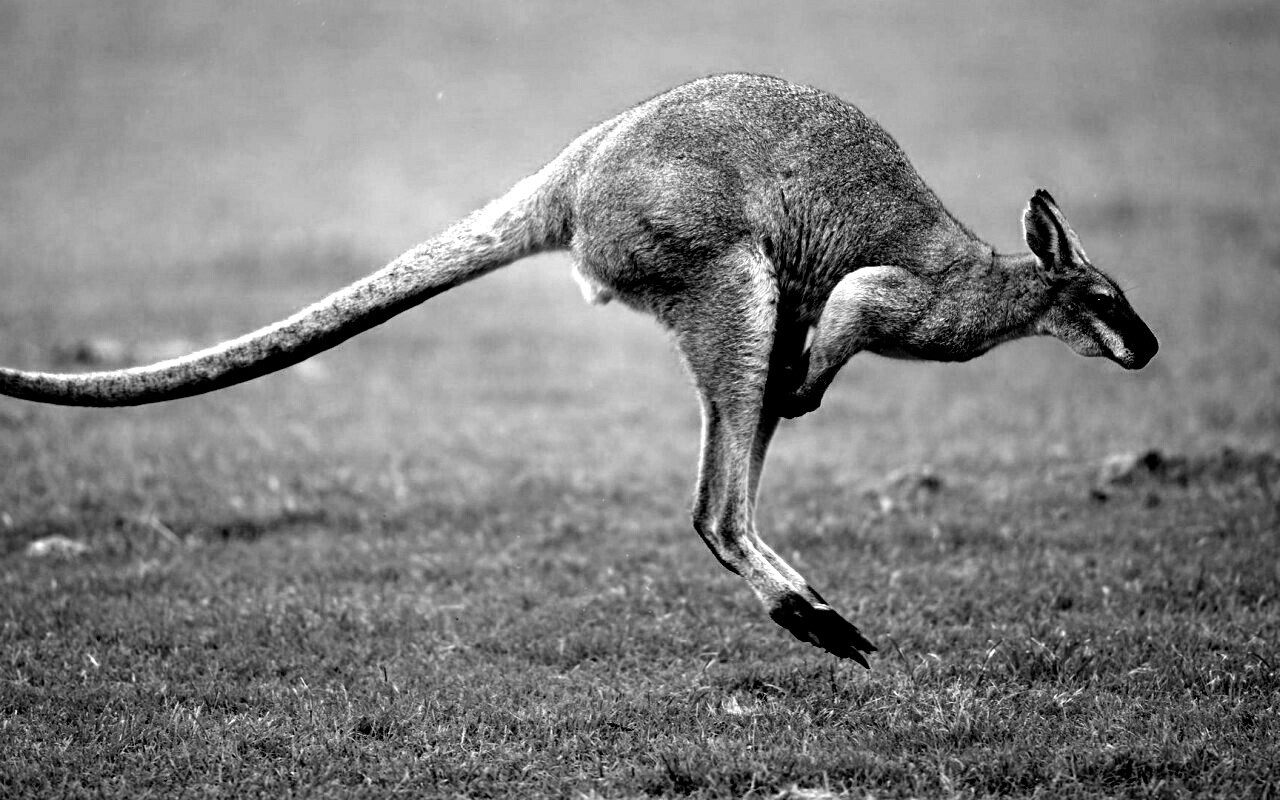 Кенгуру обои