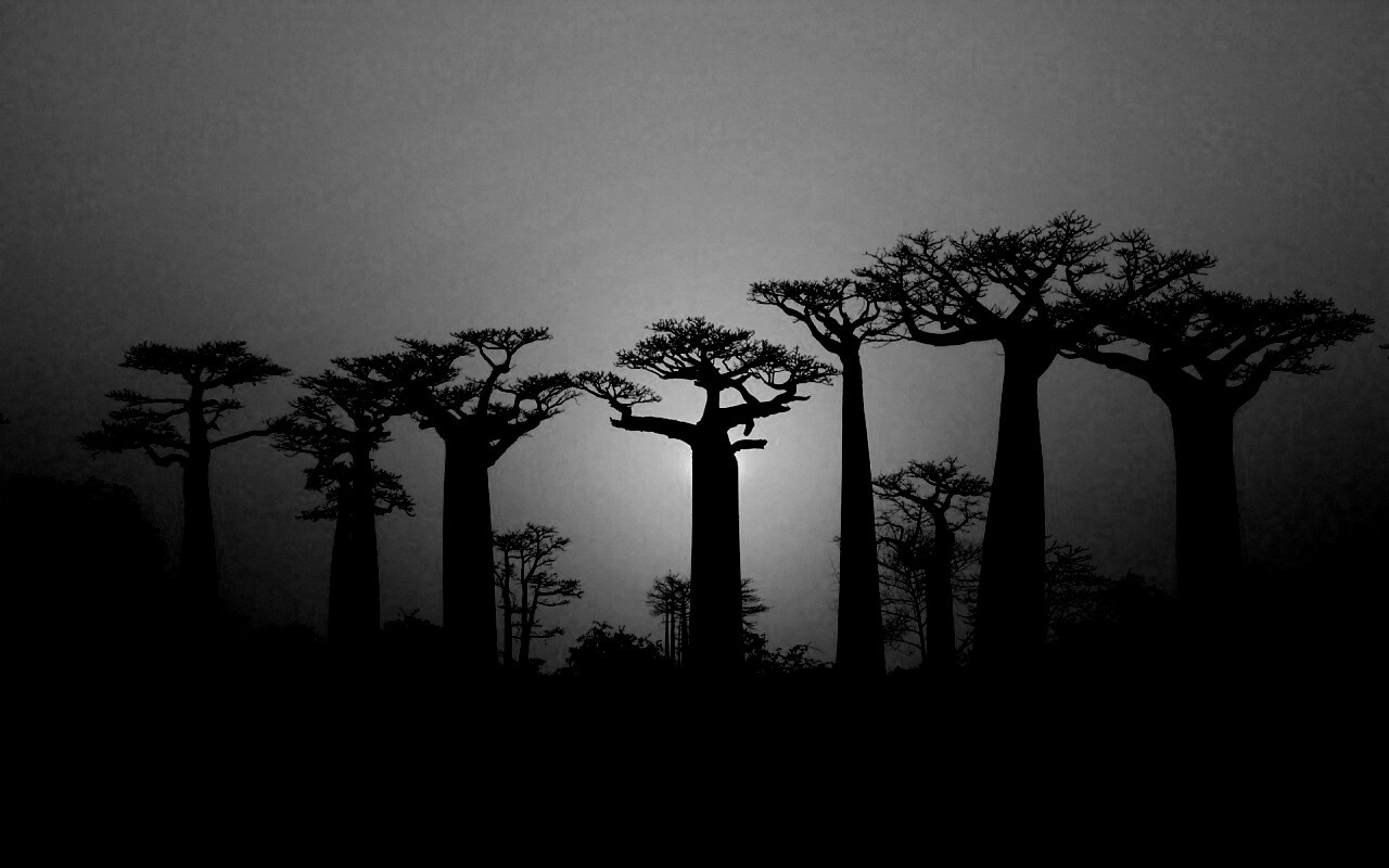 Баобабы на закате обои