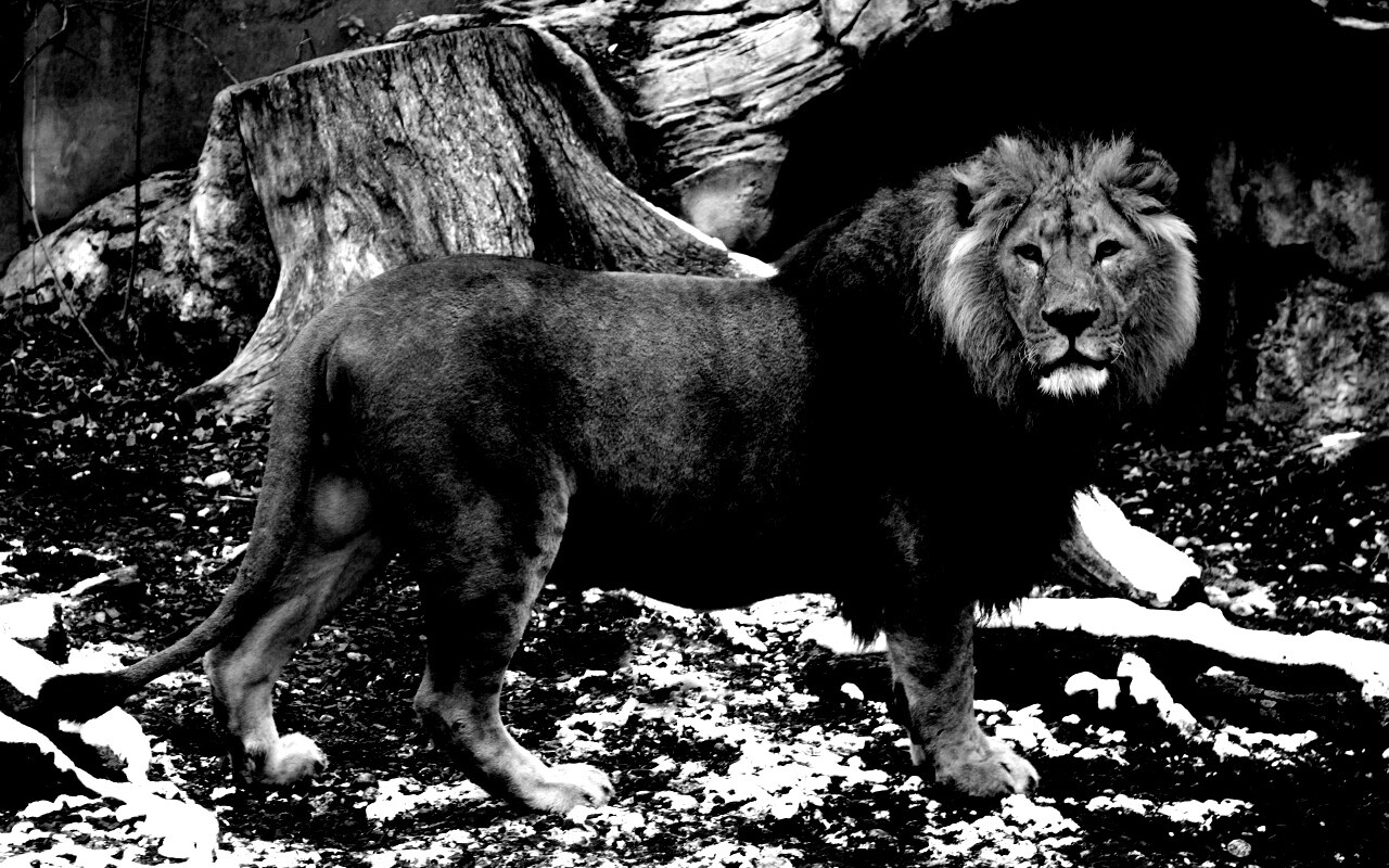 Красивый лев в лесу обои