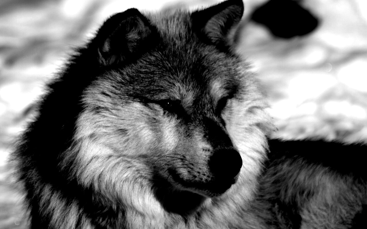 Лайка на снегу обои