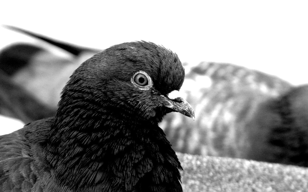 Смотрит в самую душу обои