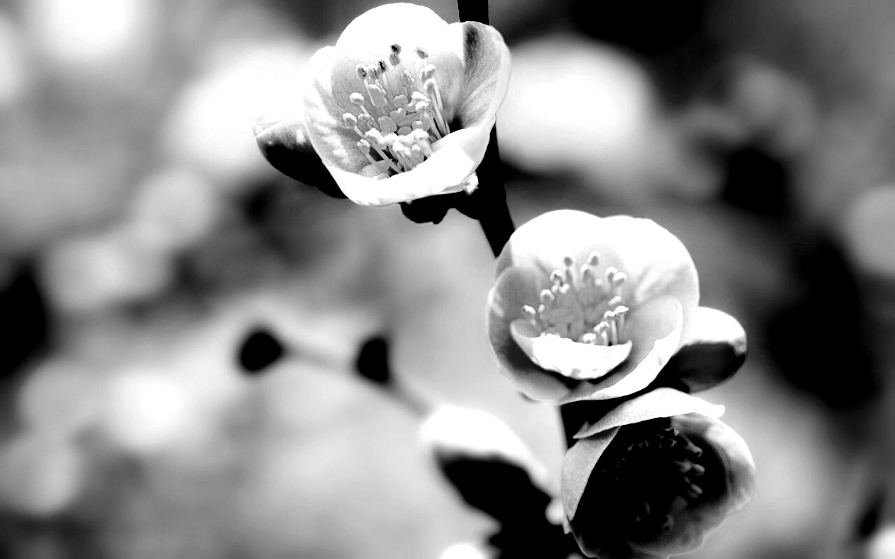 Великолепный цветок обои