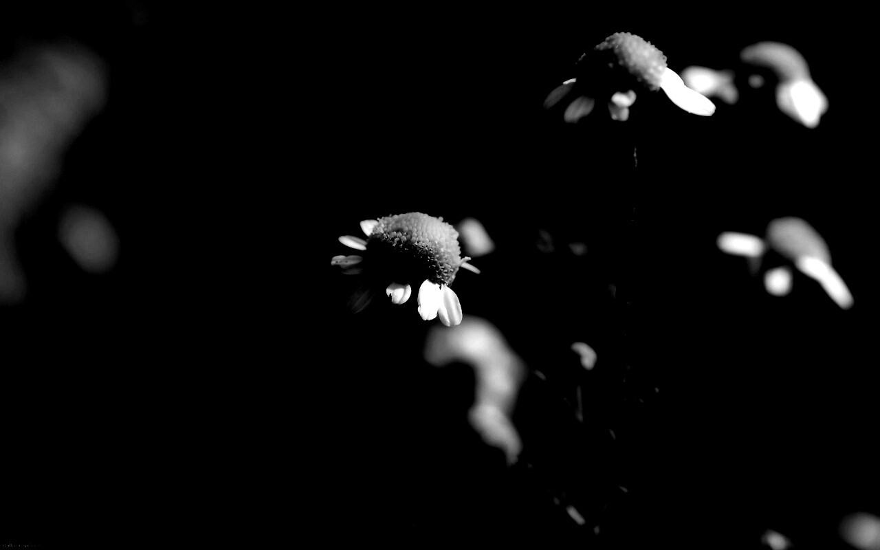 Стремный лепестун обои