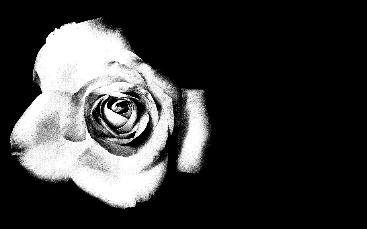 Черно-белая роза обои