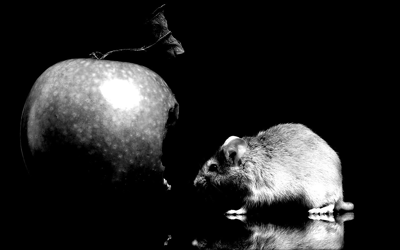 Мышь надкусила яблоко обои