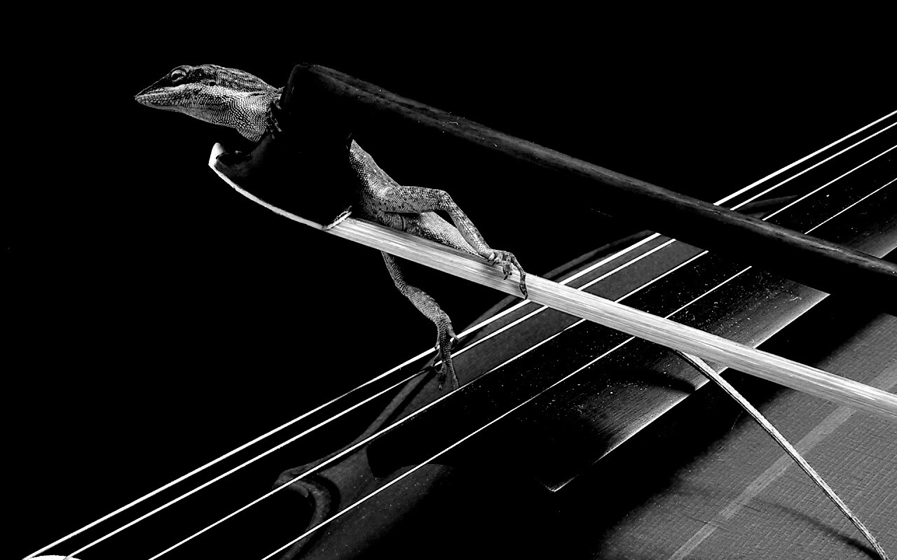 Ящерка на виолончели обои