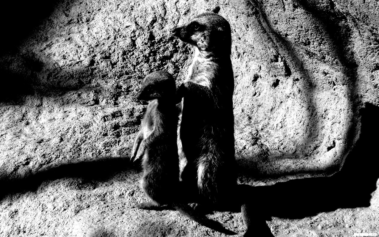 Сурикаты на страже отчизны обои