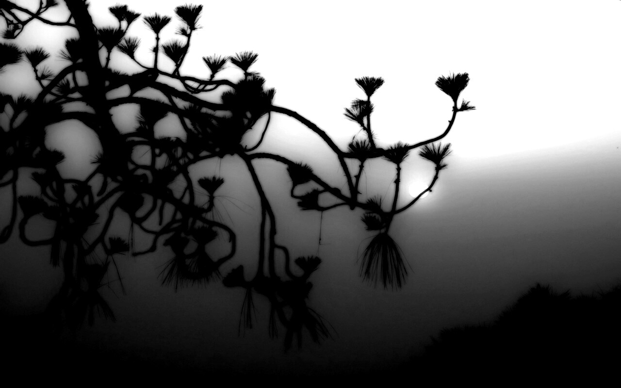 Ленкоранская акация на фоне синего заката обои