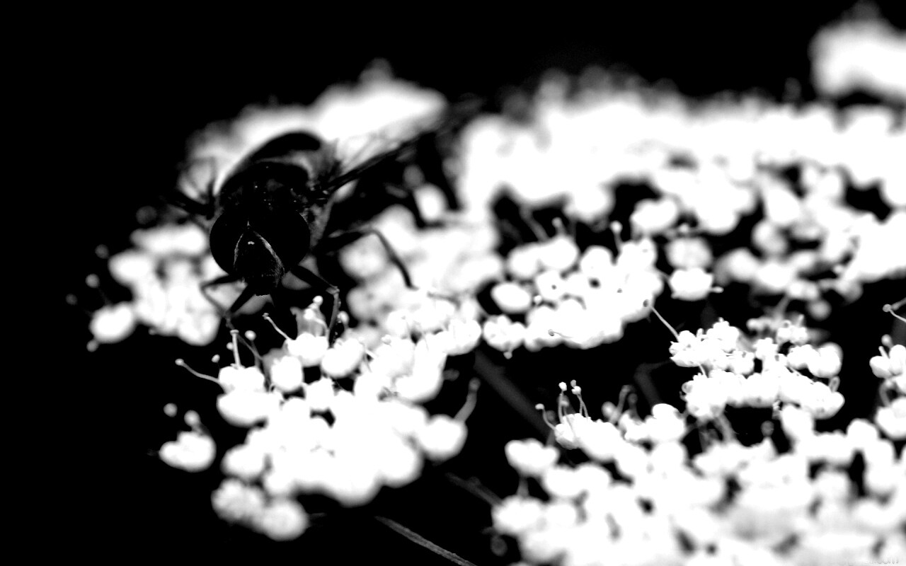 Пчела на нежный белых цветах обои