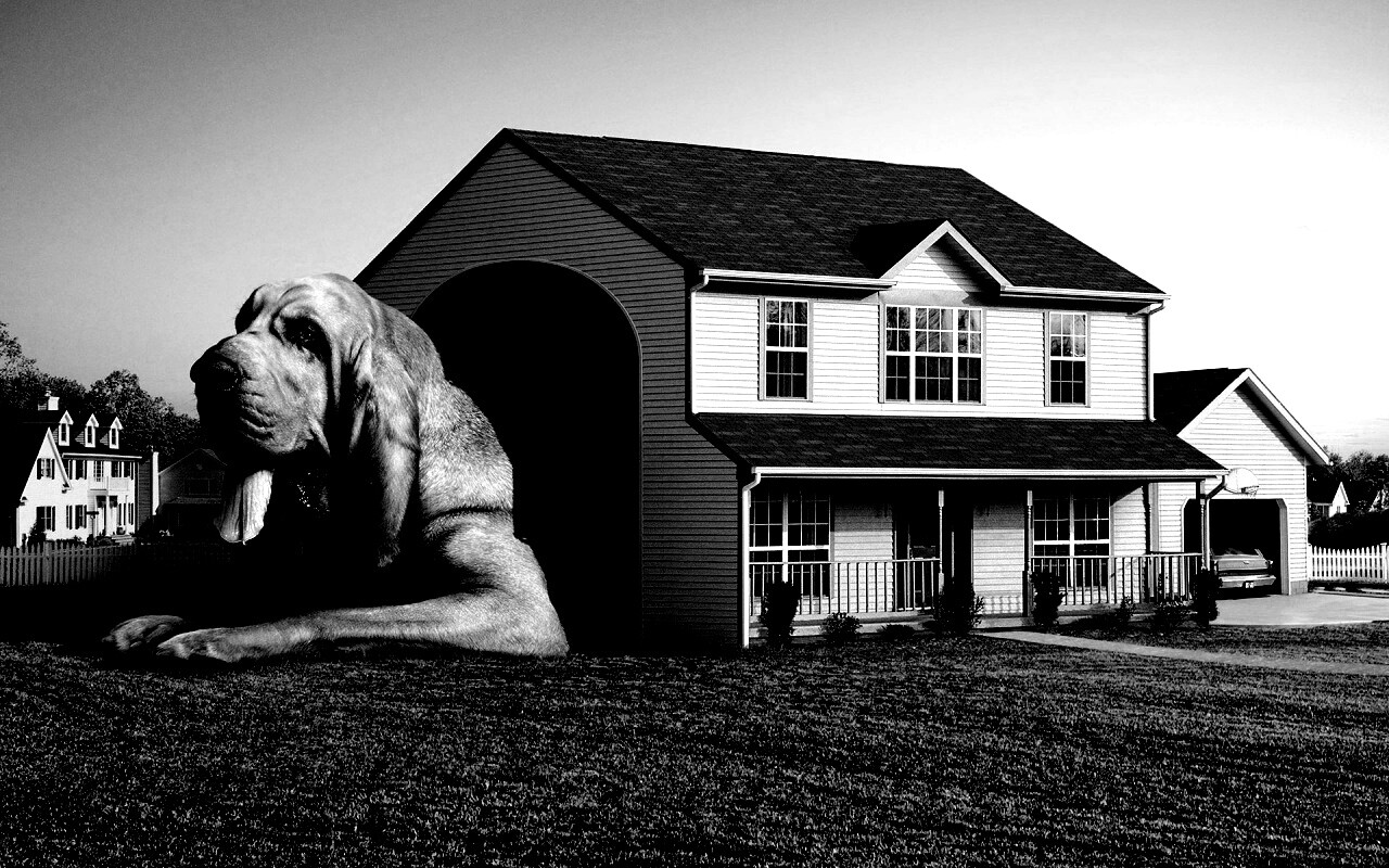 Действительно большая собака обои