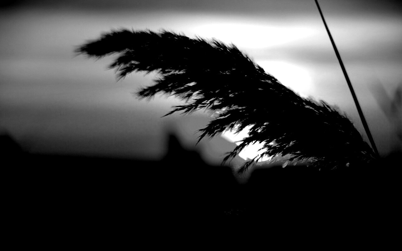 Камыш на закате обои