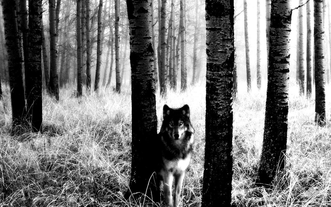 Волк в лесу обои