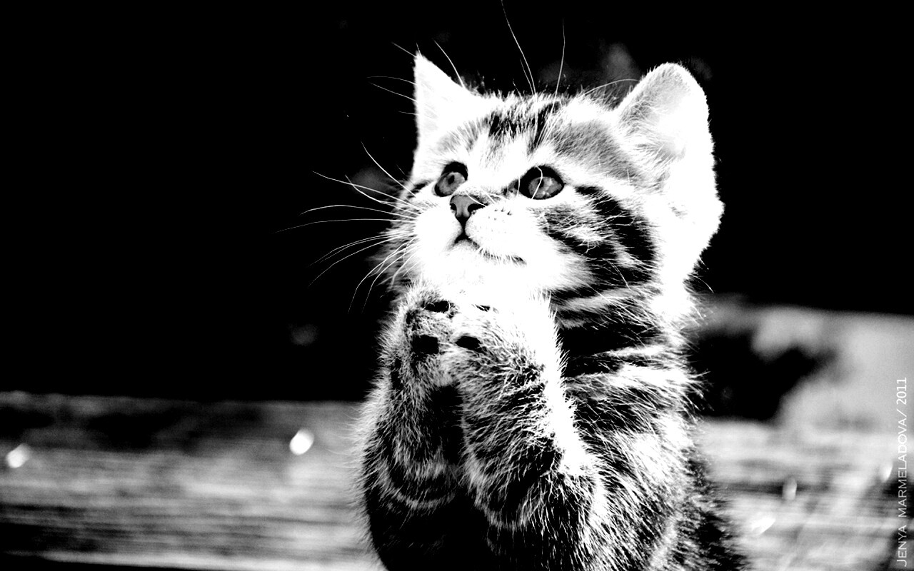 Непередаваемо прелестный котенок сложил лапки обои