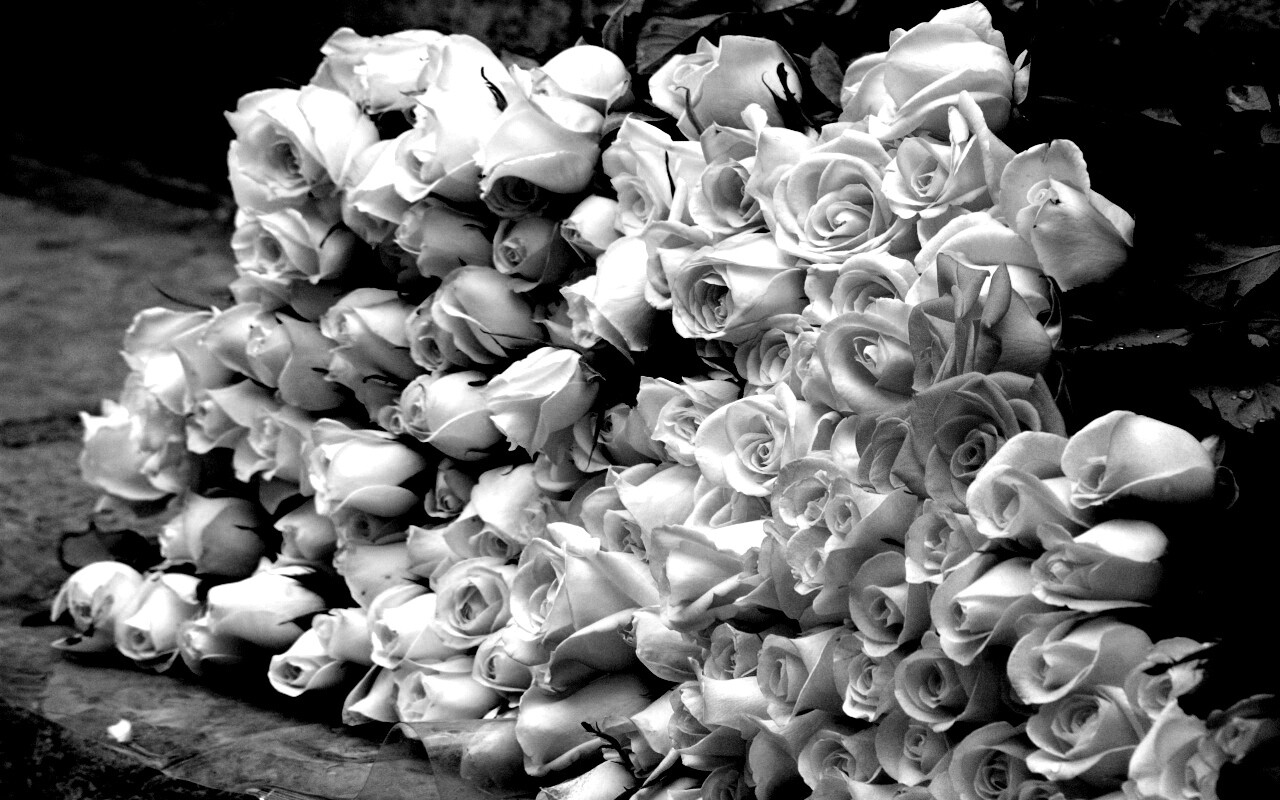 Букеты светлых роз обои