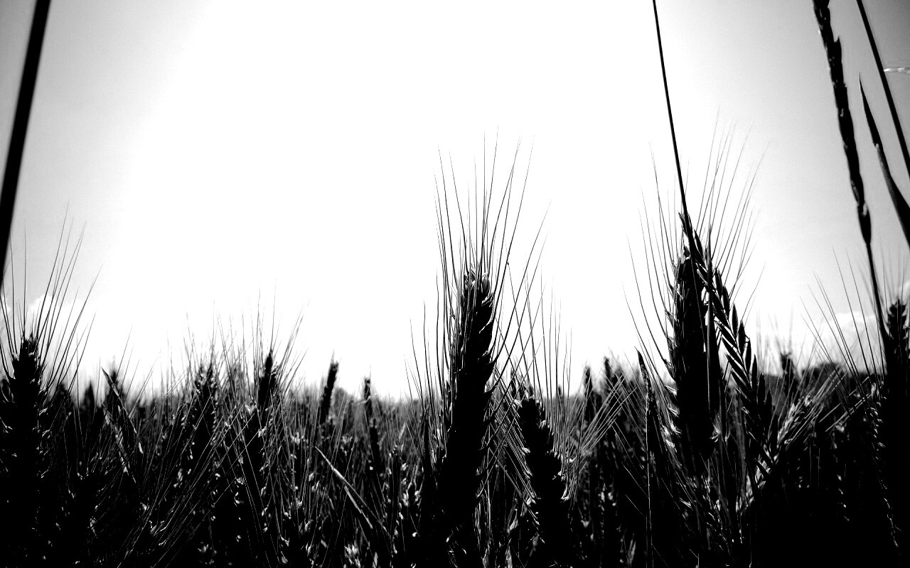 Колосья в поле обои