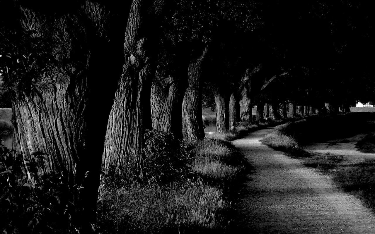 Аллея старых раскидистых деревьев обои