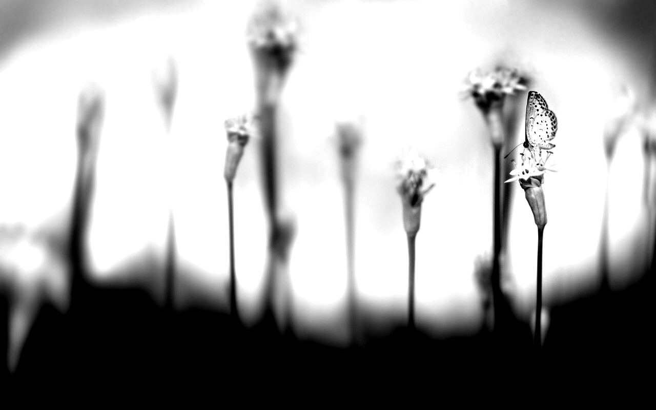 Бабочка на цветке обои