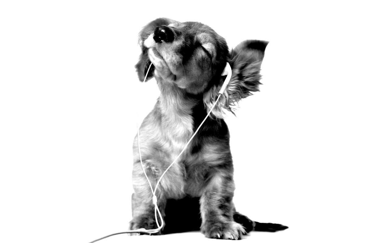 Щенок в наушниках обои