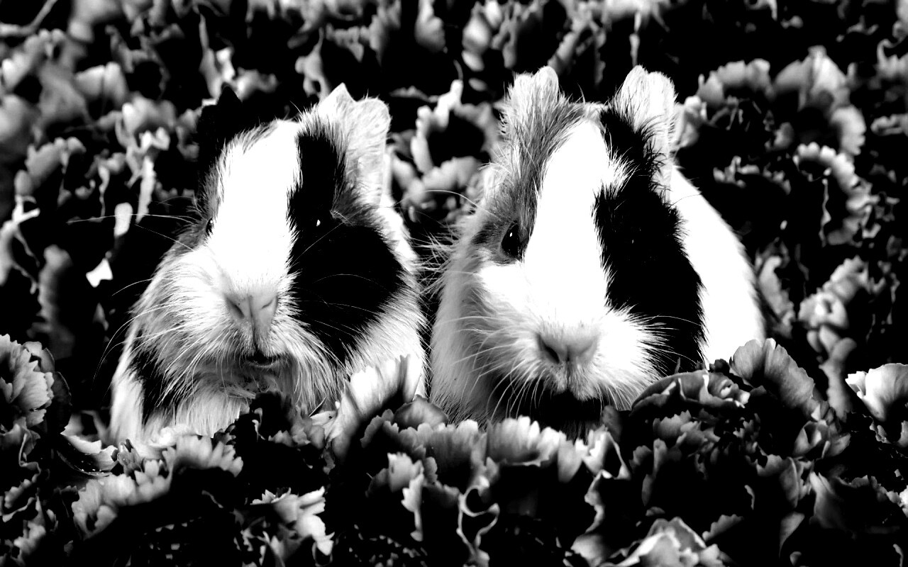 Морские свинки в гвоздиках обои