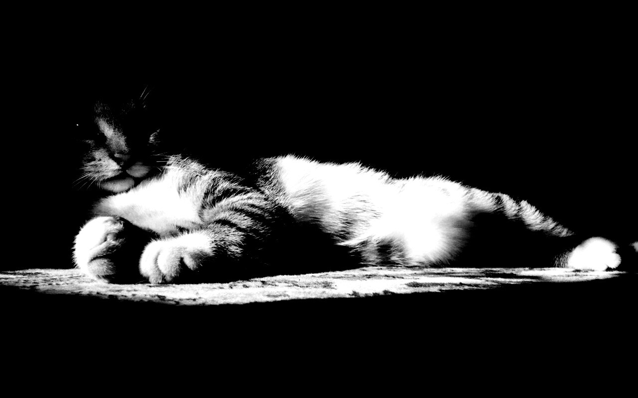 Котик в тени обои