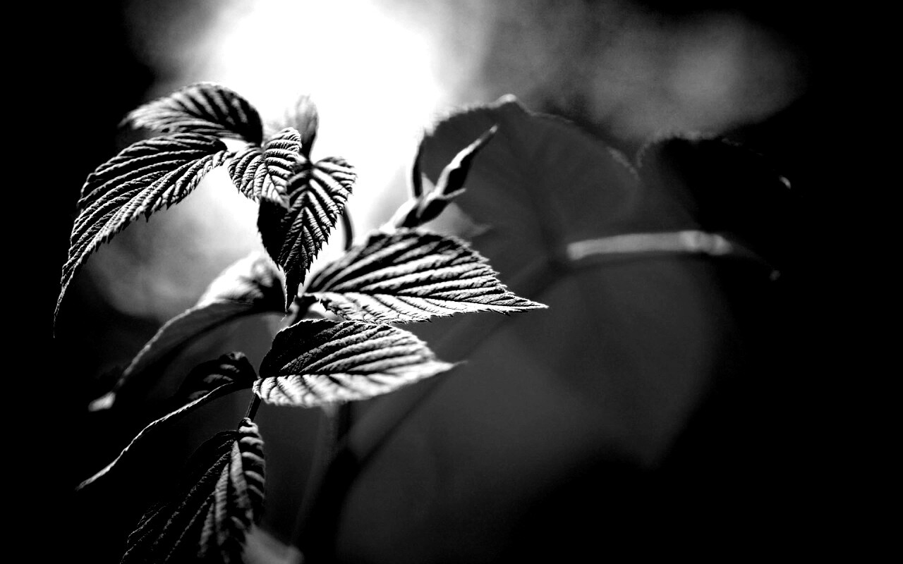 Листья малины обои