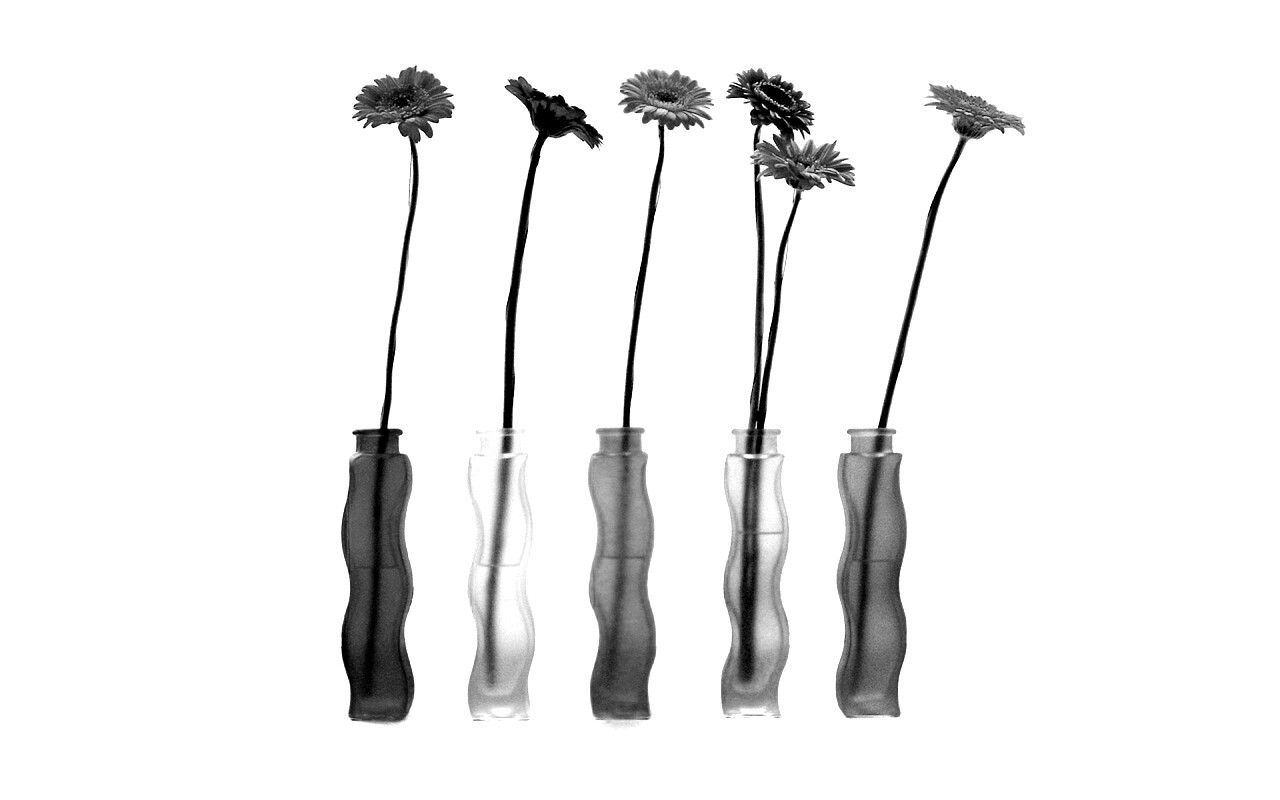 Герберы в изогнутых вазах обои