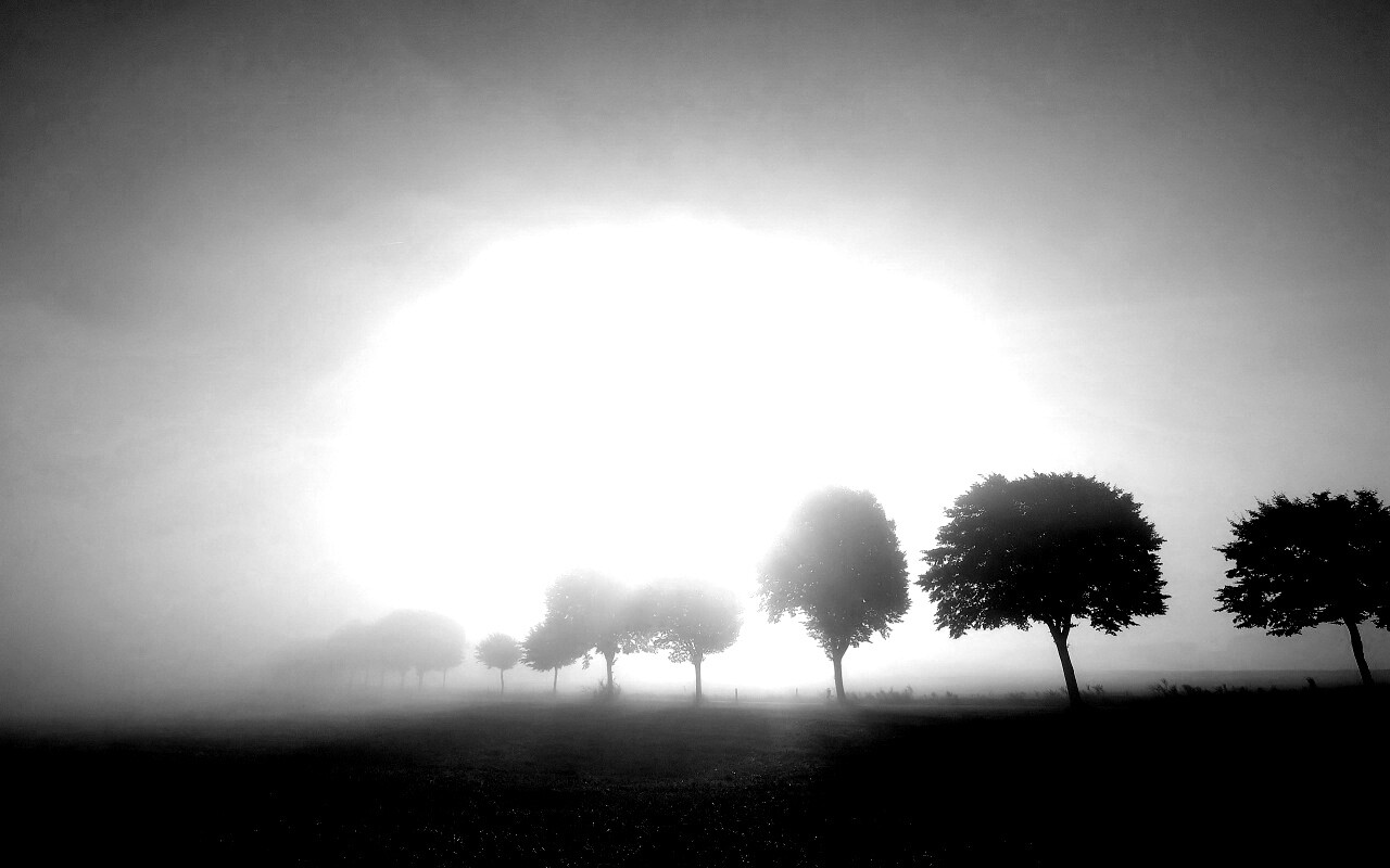 Деревья в поле обои