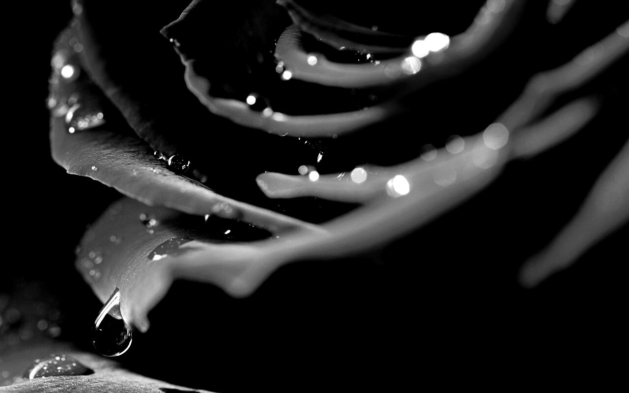 Капли на лепестках розы обои