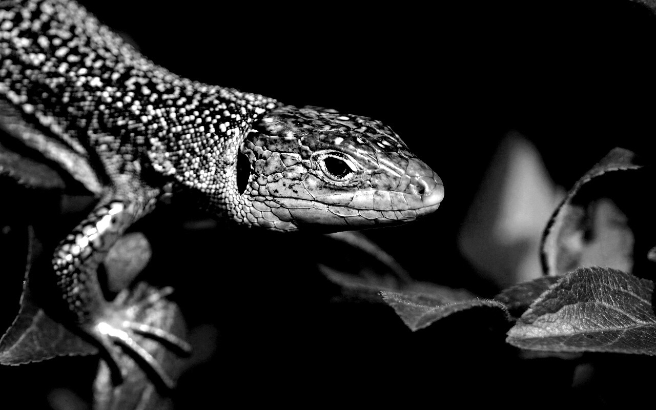 Ящерка на листьях обои