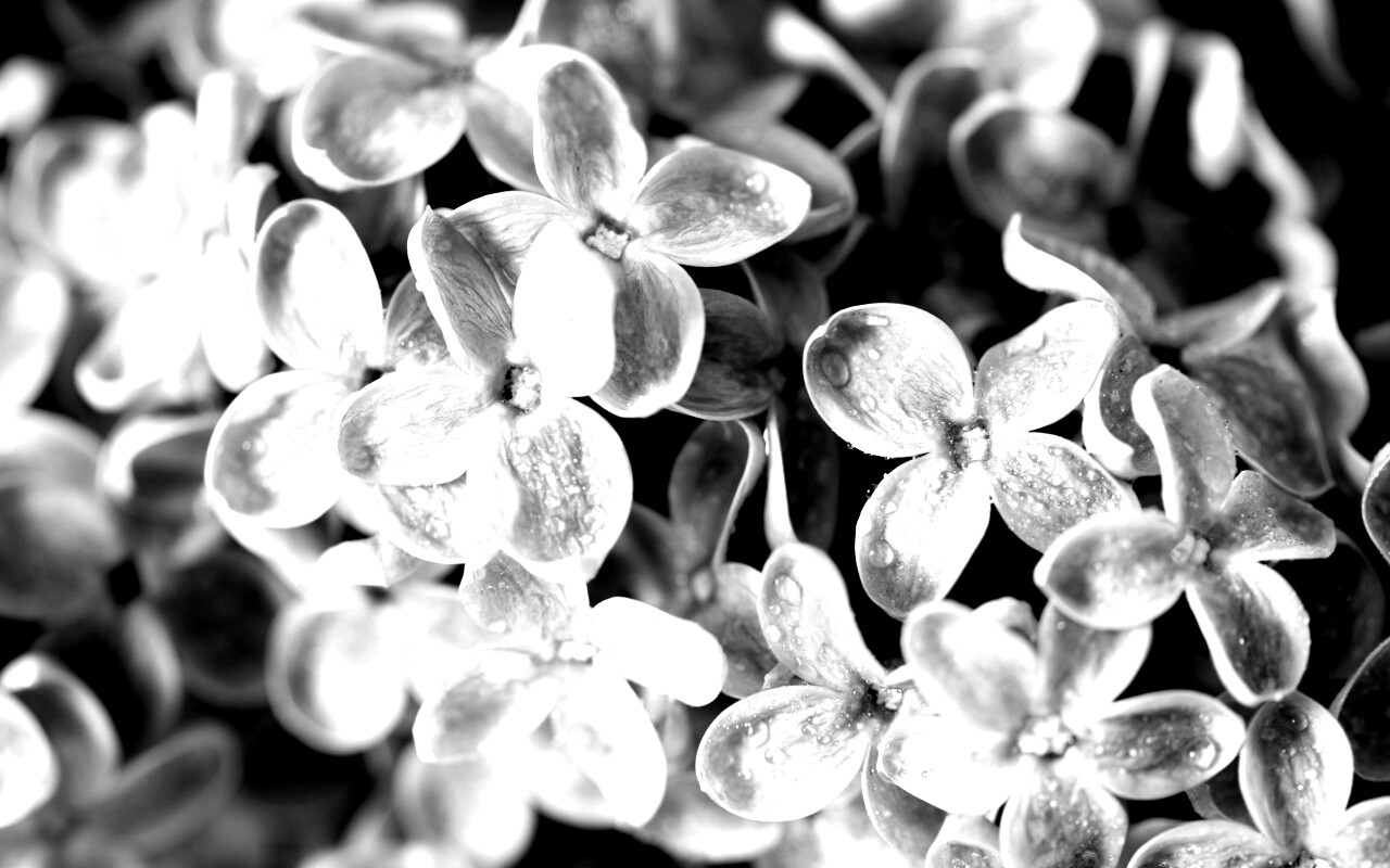 Цветы сирени обои