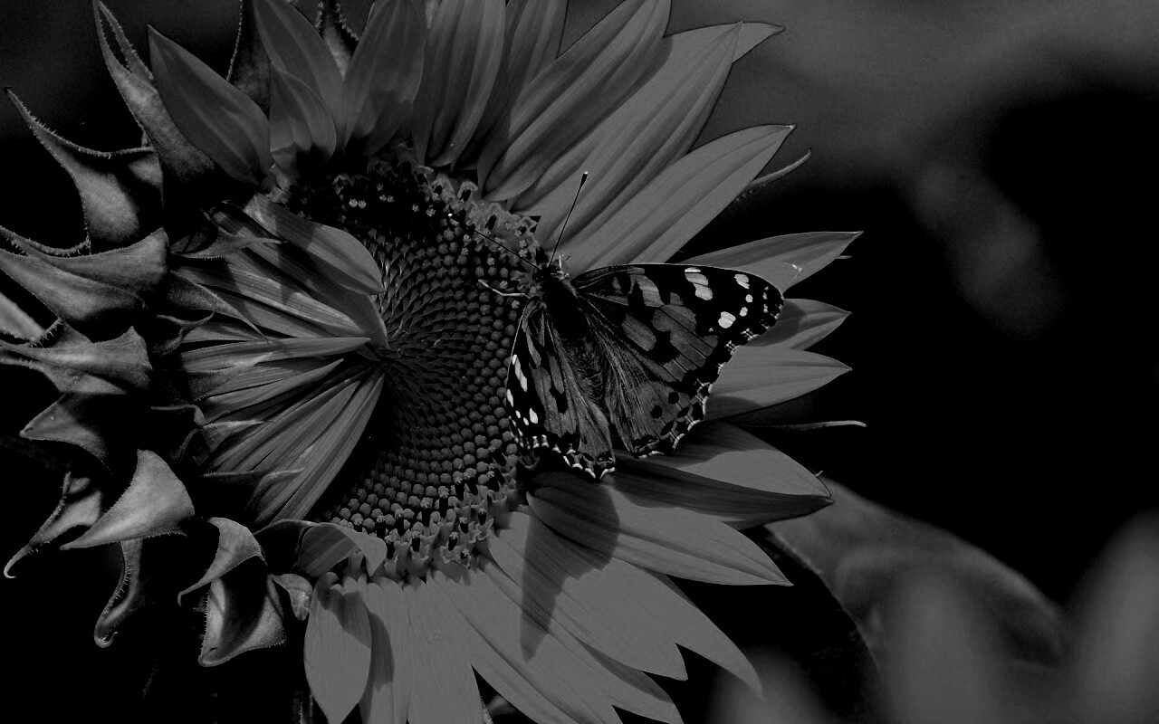 Бабочка на подсолнухе обои