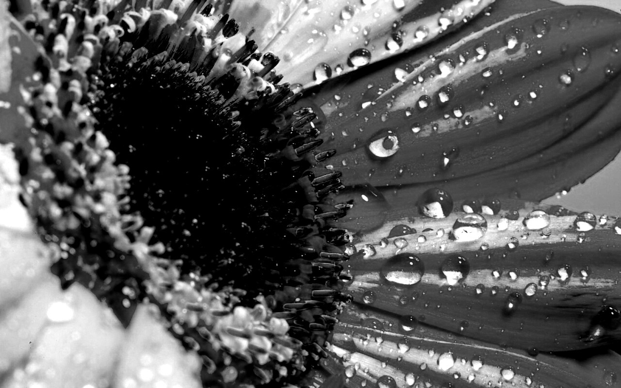 Цветик семицветик обои