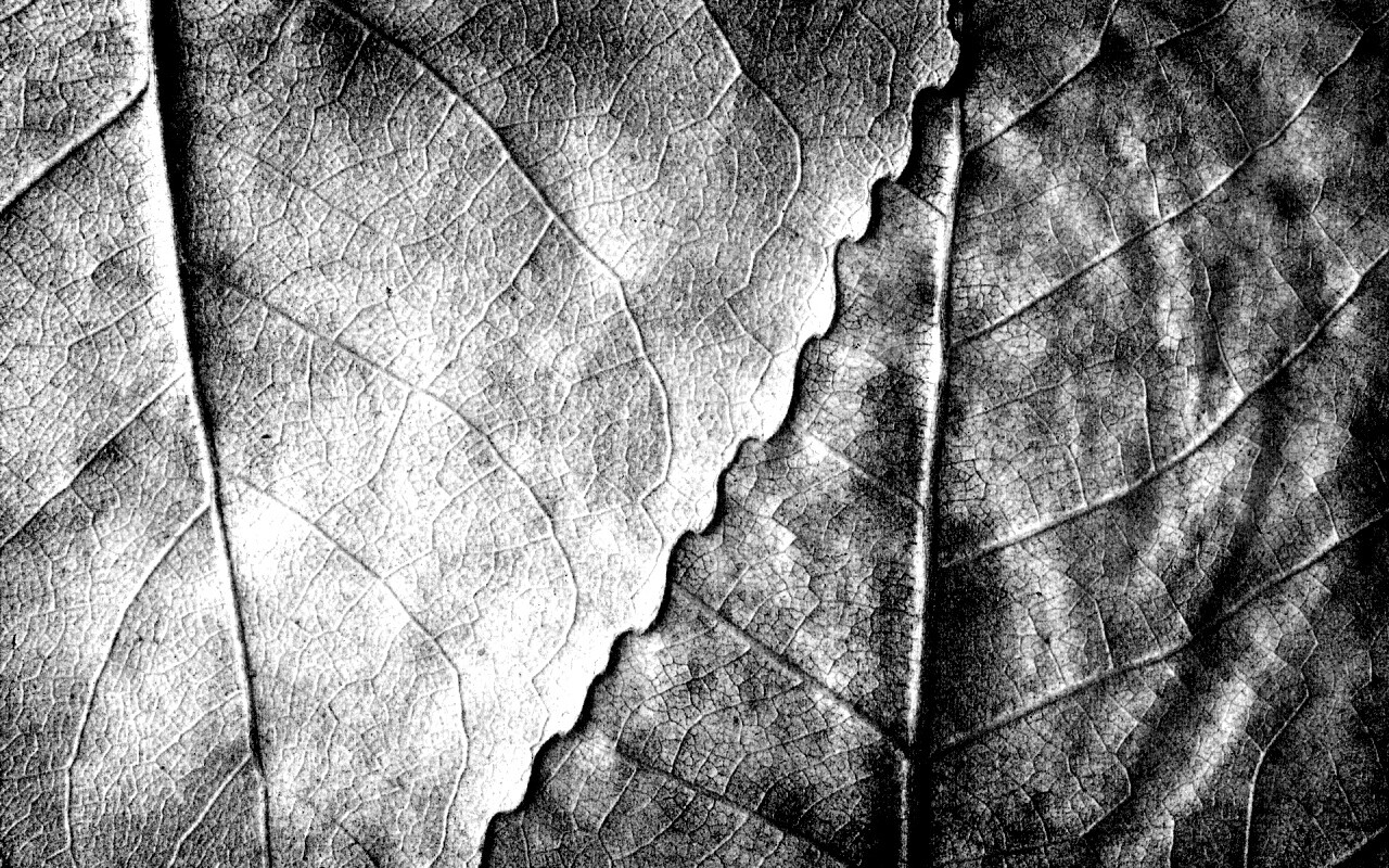 Текстура желтых увядших листьев обои