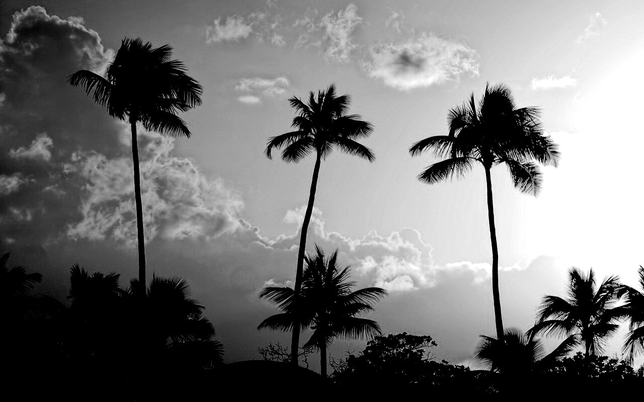 Пальмы на закате обои