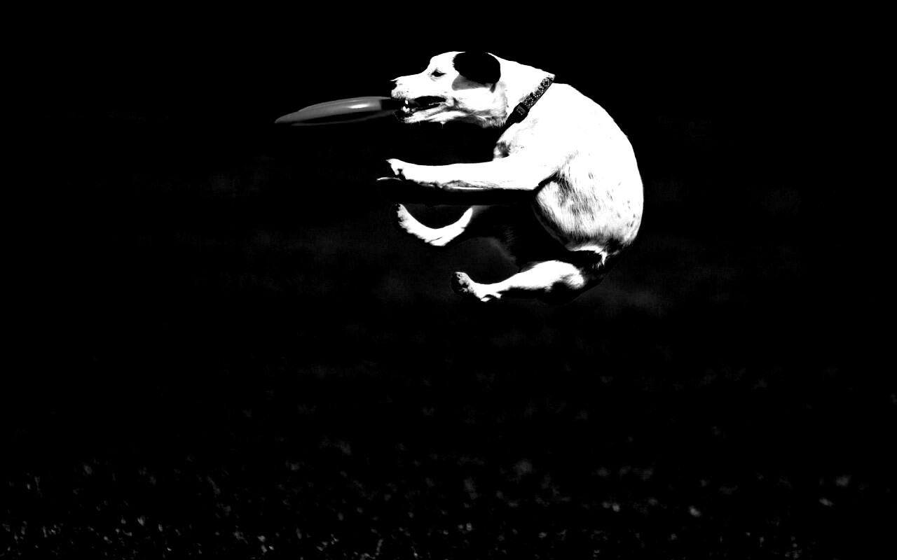 Ловкач обои