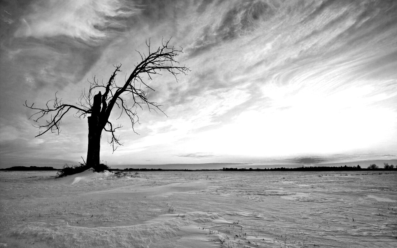 Сломанное дерево в снежной тундре обои