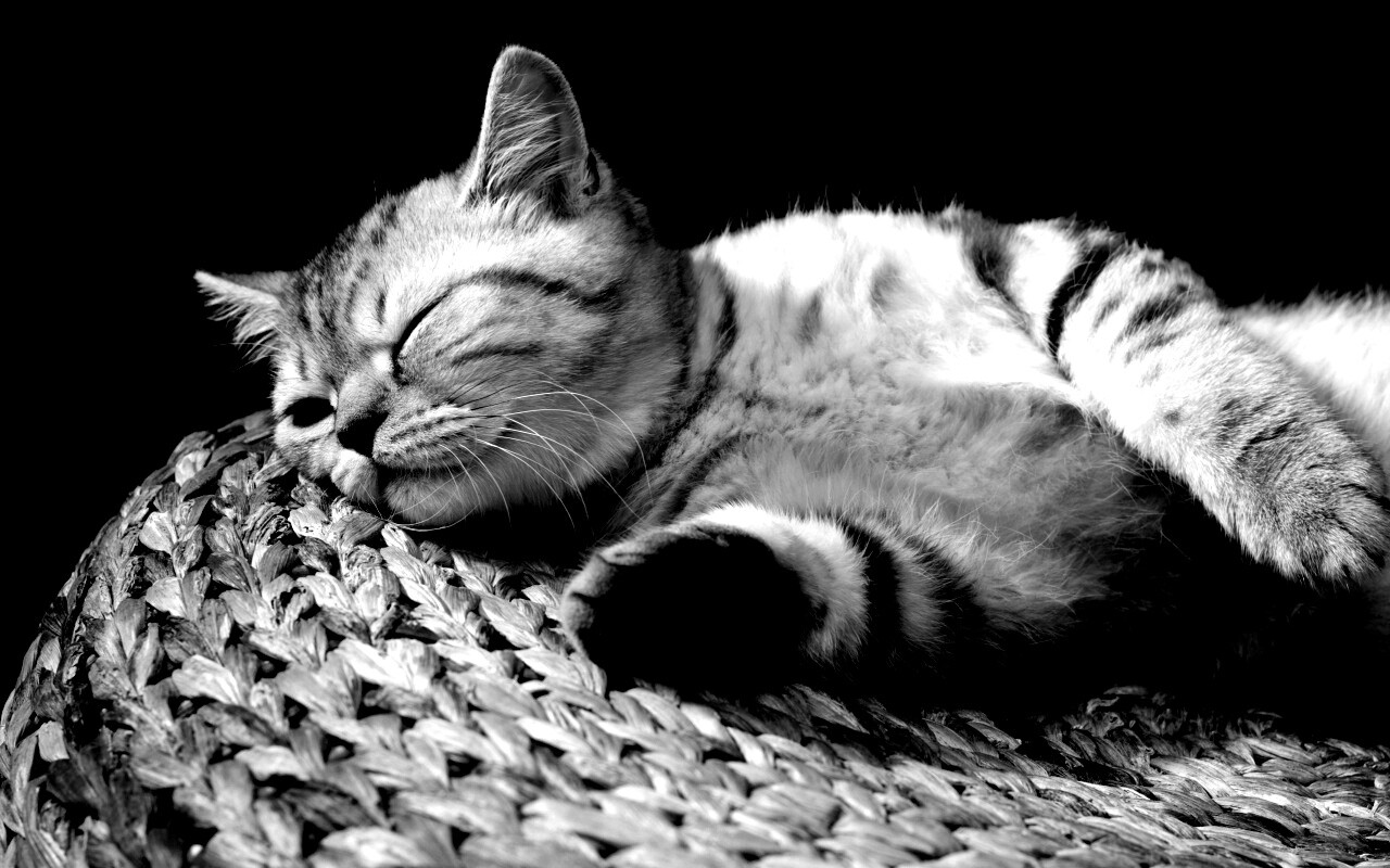 Пушистый кот спит на корзине обои