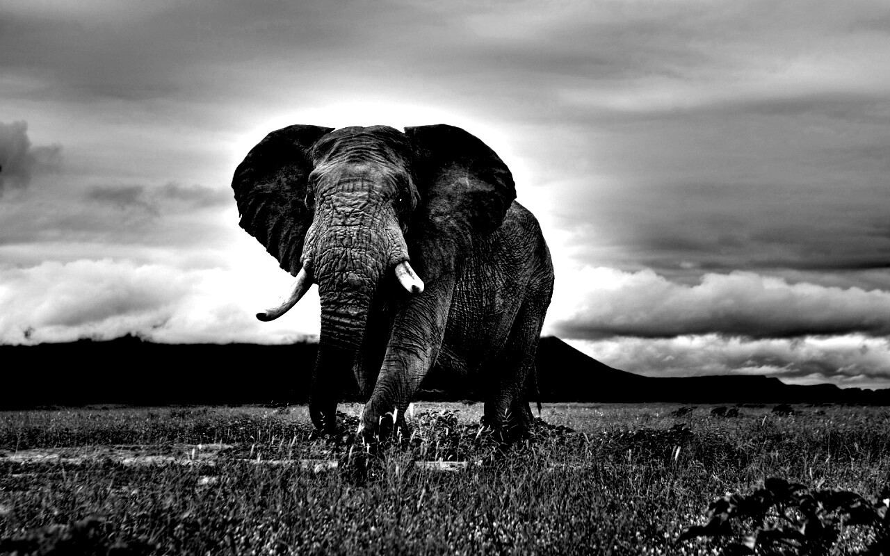 Слон на прогулке обои